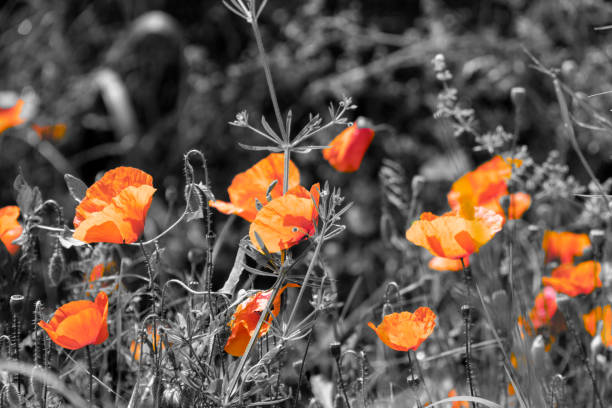 istock Red poppy flower with monochrome background on spring fresh field 1077257434