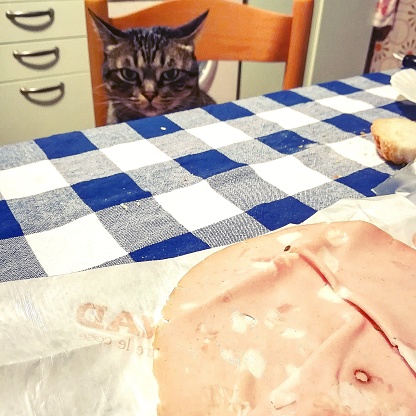 No alimentar el gato photo