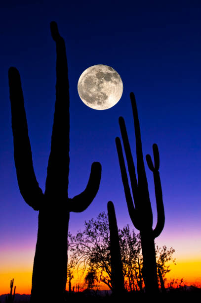 istock Saquaro Cactus, Full Moon Tucson, AZ 1077257762