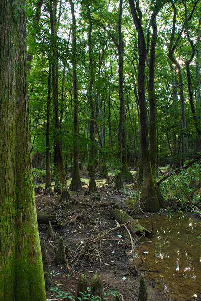 istock Cypress Tress in Congaree National Park 1077258040