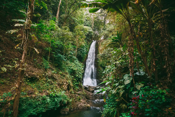 istock Amazing waterfall with tropical plants in Bali 1077258048
