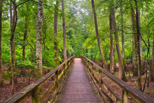 Board Walk in Congaree National Park stock photo