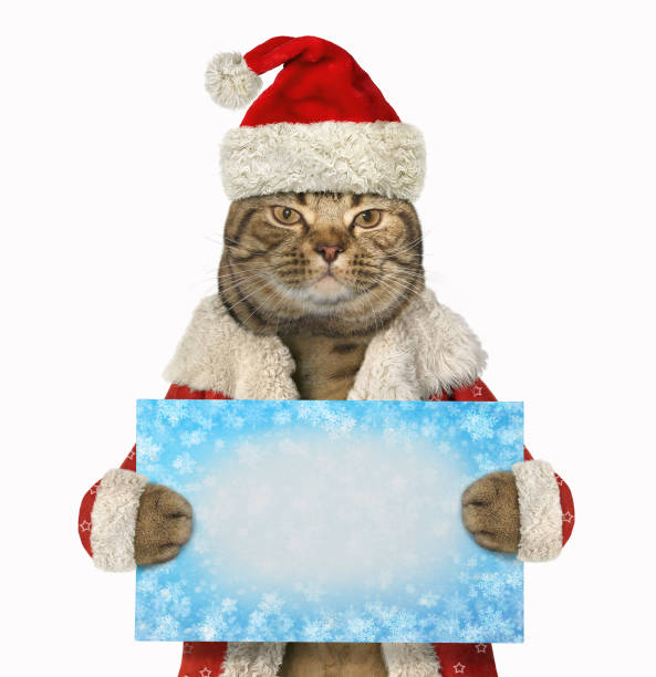 istock Cat Santa holds the blank sign 1077259762