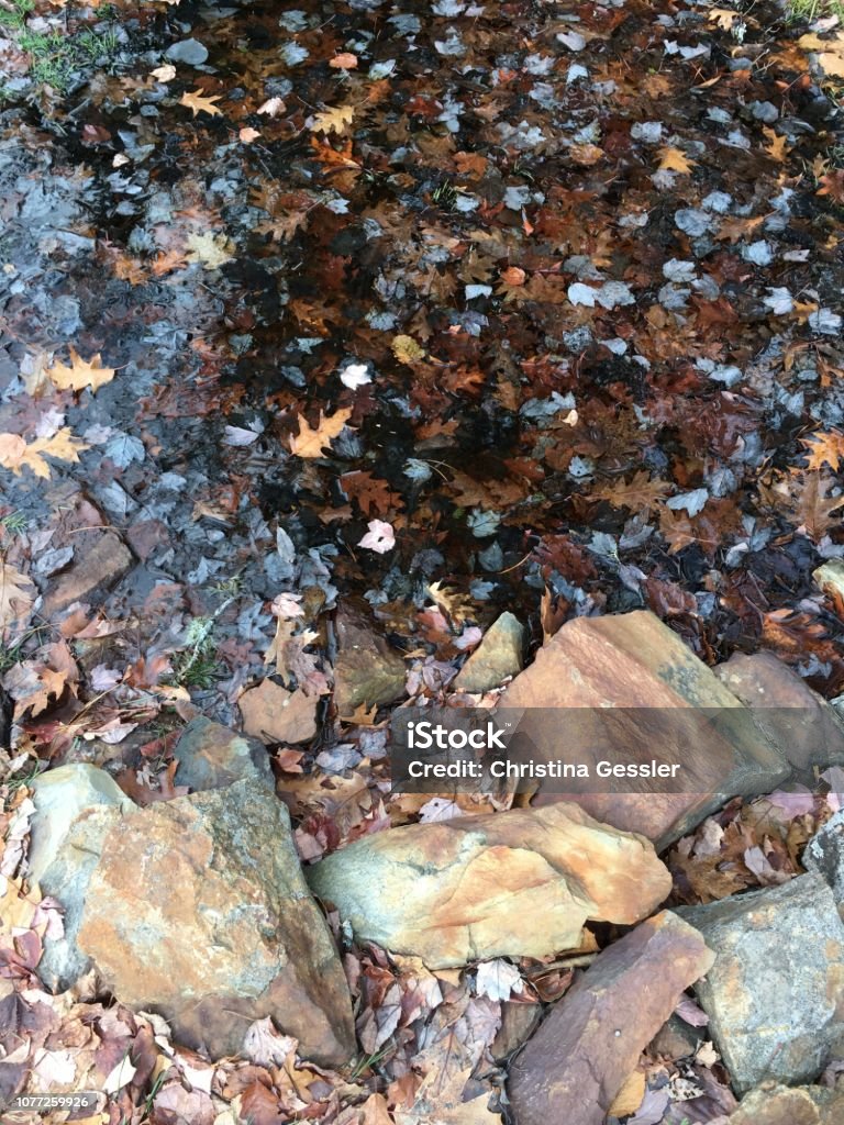 Herbst Blätter in einem Teich - Lizenzfrei Auf dem Wasser treiben Stock-Foto