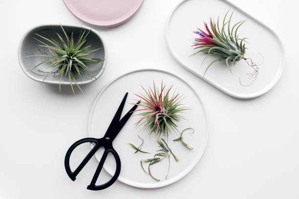 istock Tillandsia air plant 1077259962