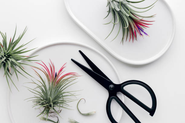 istock Tillandsia air plant 1077259970
