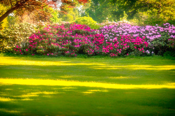 Hedge with Rhododendron in full bloom Hedge with Rhododendron in full bloom. Soft focus. rhododendron stock pictures, royalty-free photos & images