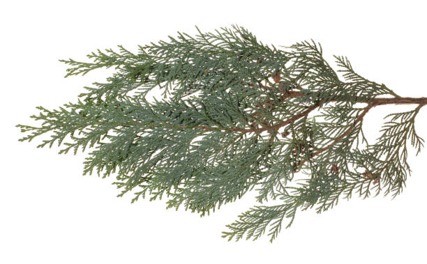 istock green Pine branch isolated on white background. 1077260984