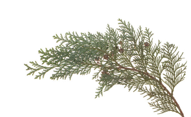 istock green Pine branch isolated on white background. 1077260986