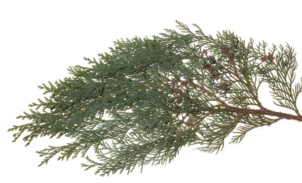 istock green Pine branch isolated on white background. 1077260998
