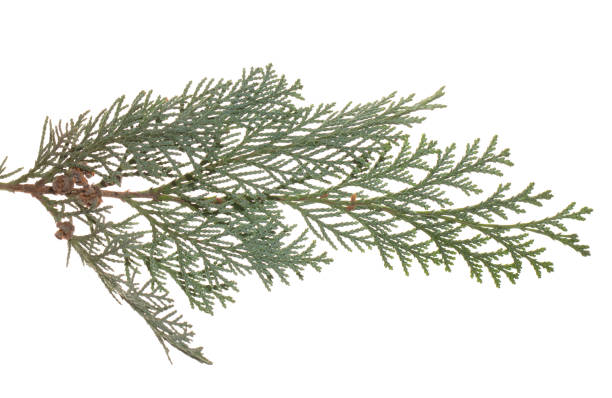 istock green Pine branch isolated on white background. 1077261014