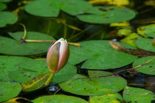 water lilly in einem teich - lillypad lily water lily water stock-fotos und bilder