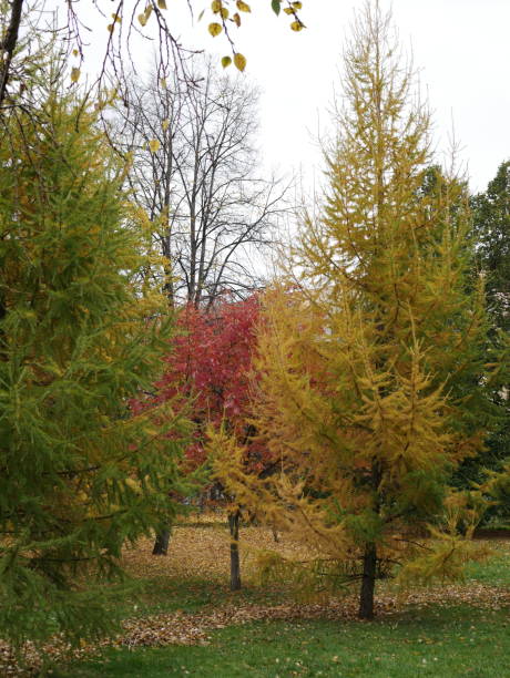 istock yellow larch trees in the city Park 1077264928