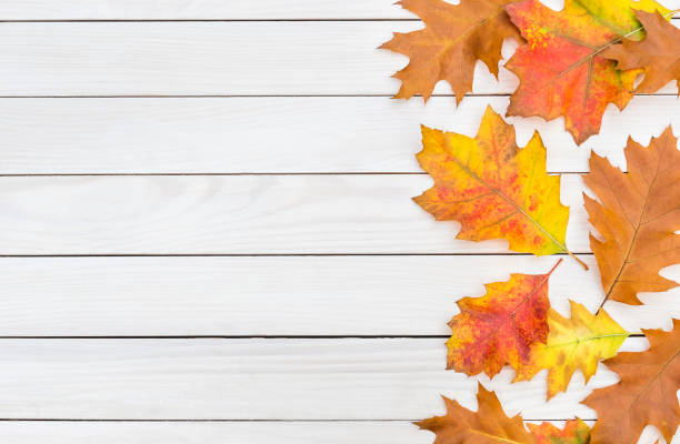 istock Frame by colorful autumn leaves on white wooden background. Space for text. 1077265366