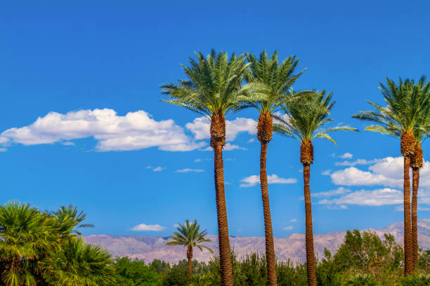 Palm trees in line with panoramic view of the San Bernardino Mountains Palm trees in line with panoramic view of the San Bernardino Mountains coachella valley photos stock pictures, royalty-free photos & images