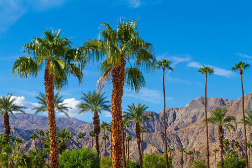 Residential area in California, near Palm Springs, with palm trees and mountains in the background.