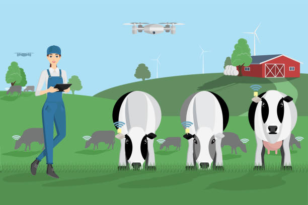 Modern farmer with digital tablet on a cattle grazing Modern farmer with digital tablet on a cattle grazing. Internet of things in cattle breeding. Vector illustration dairy herd stock illustrations