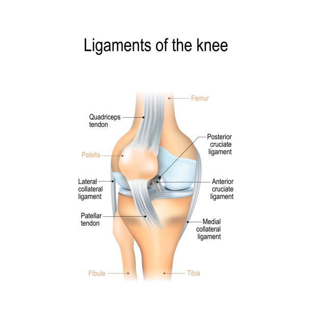 Ligaments of the knee Ligaments of the knee. Anterior and Posterior cruciate ligaments, Patellar and Quadriceps,  tendons, Medial and Lateral collateral ligaments. joint anatomy. Vector illustration for biological, medical, science and educational use tendon stock illustrations