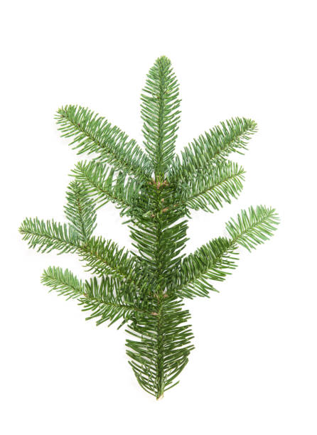 istock Christmas tree branch isolated white background Pine sprig 1077268918