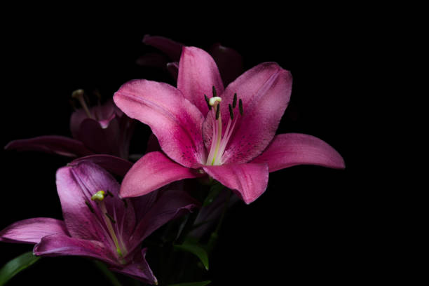 istock Lily flowers with leaves on a black background 1077270912