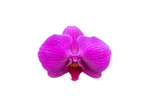 istock Pink orchid flower isolated on white background with clipping path 1077271164