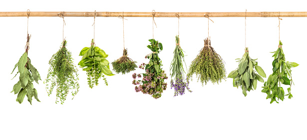 Fresh herbs hanging isolated on white background. Bundle of basil, sage, thyme, mint, bay laurel, marjoram, lavender