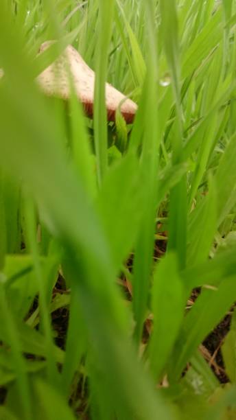 istock Mushrooms among the grass 1077274280