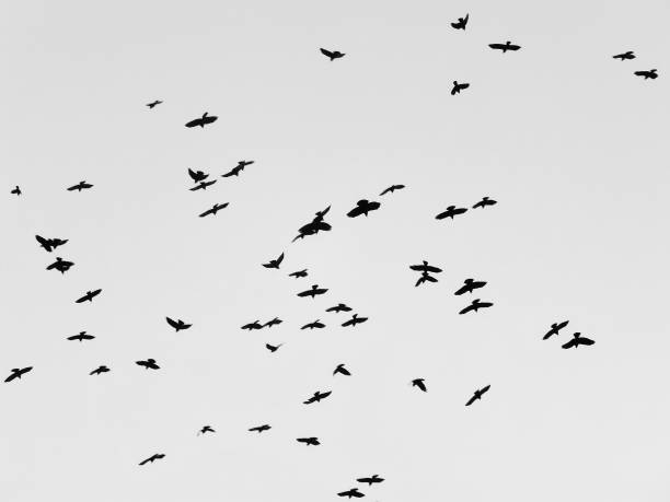 istock a flock of black crows in silhouette flying against a pale grey sky 1077277352