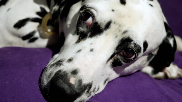 Dalmatian dog head. Close-up shot