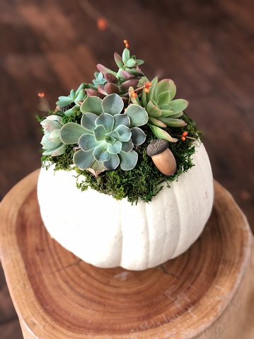 A Thanksgiving succulent pumpkin decoration.