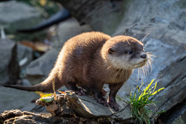 istock Young asian small-clawed otter (Amblonyx cinerea) also known as the oriental small-clawed otter. This is the smallest otter species in the world. 1077279628