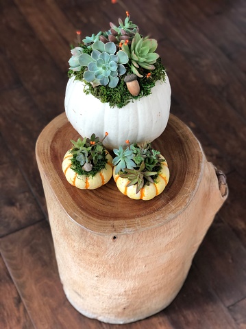 Thanksgiving Succulent pumpkin decorations.