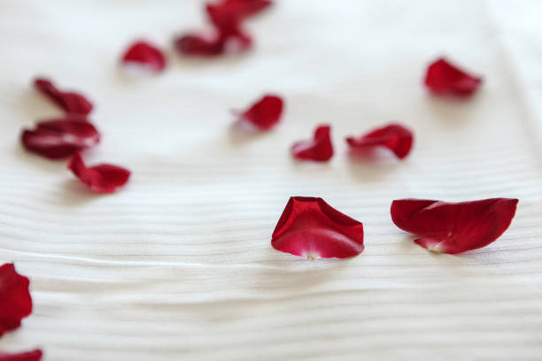 Red Rose Petals on White Bed Rose Petals on Bed kalender stock pictures, royalty-free photos & images
