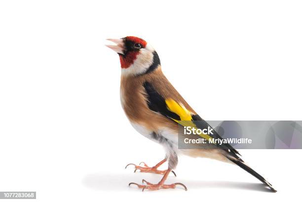 European Goldfinch Carduelis Carduelis Standing Isolated On White Background Stock Photo - Download Image Now