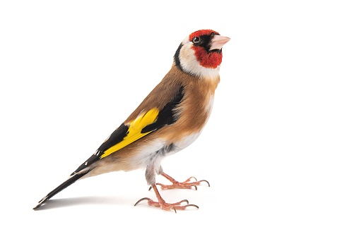 European Goldfinch, carduelis carduelis, standing isolated on white background