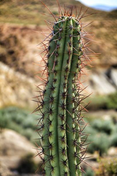 эхиноцерей триглочидиат энгельм в саду - cactus hedgehog cactus close up macro стоковые фото и изображения