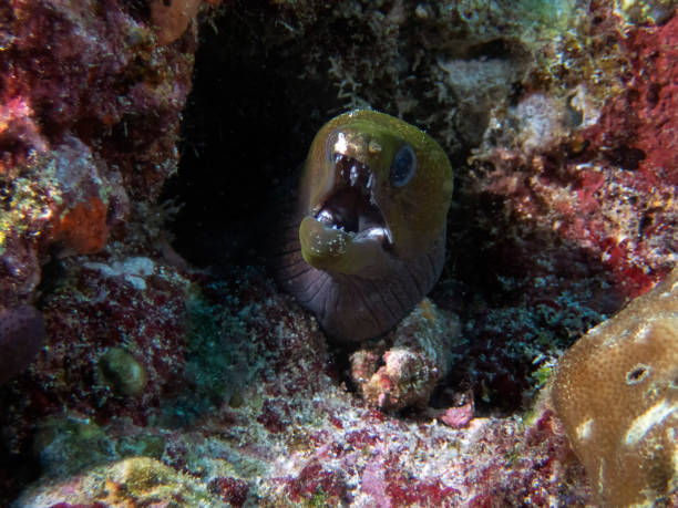 istock An Undulated Moray Eel (Gymnothorax undulatus) in the Indian Ocean 1077285090