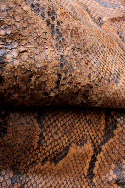istock Vintage Close Up Dried Real Snake Skin Python Brown and Black 1077285226