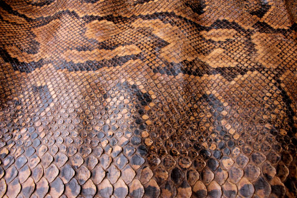 istock Vintage Close Up Dried Real Snake Skin Python Brown and Black 1077285618