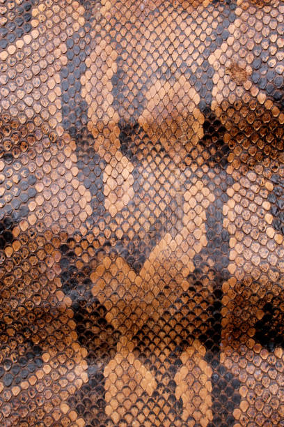 istock Vintage Close Up Dried Real Snake Skin Python Brown and Black 1077285686