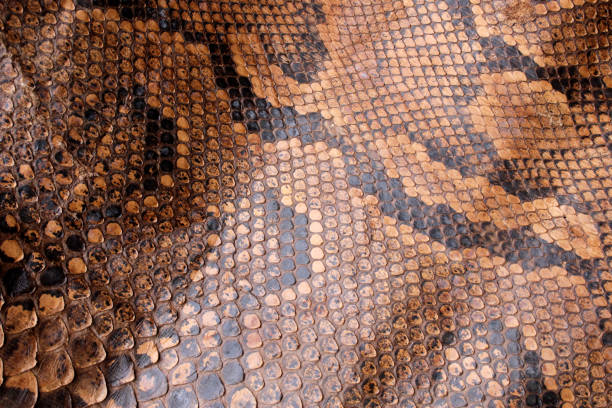 istock Vintage Close Up Dried Real Snake Skin Python Brown and Black 1077285832