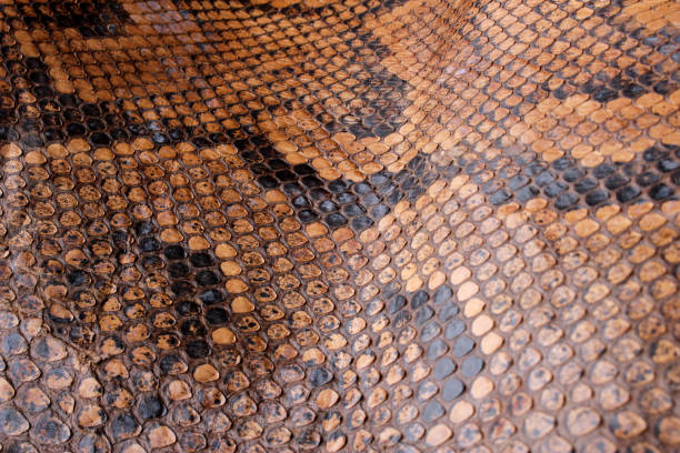 istock Vintage Close Up Dried Real Snake Skin Python Brown and Black 1077287464