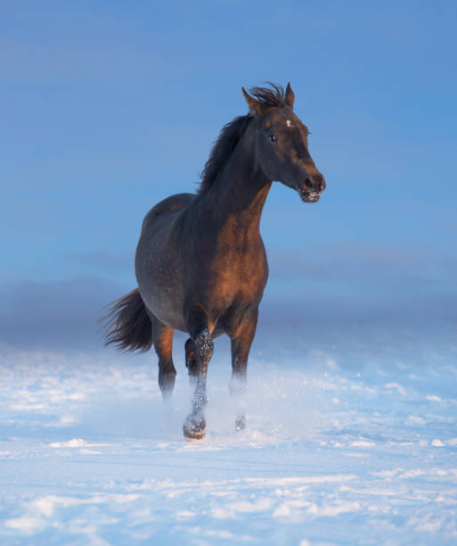 istock Brown horse run on the snow 1077288668