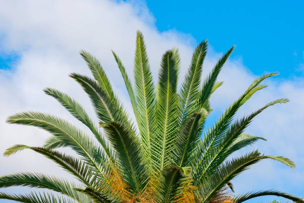 istock tropical palm tree against the sky 1077289116