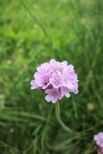 Single sea pink or thrift flower Armeria maritima
