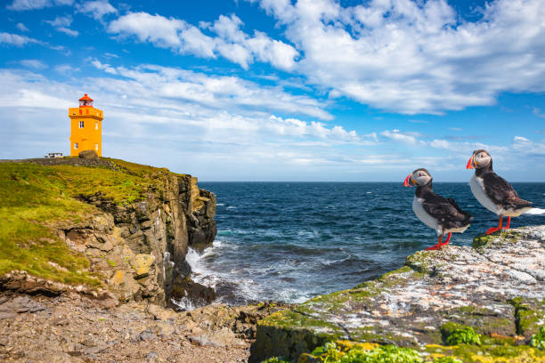 pulcinelle di mare nordatlantico sedute davanti al faro arancione in islanda, giornata di sole, primo piano - alcidae foto e immagini stock