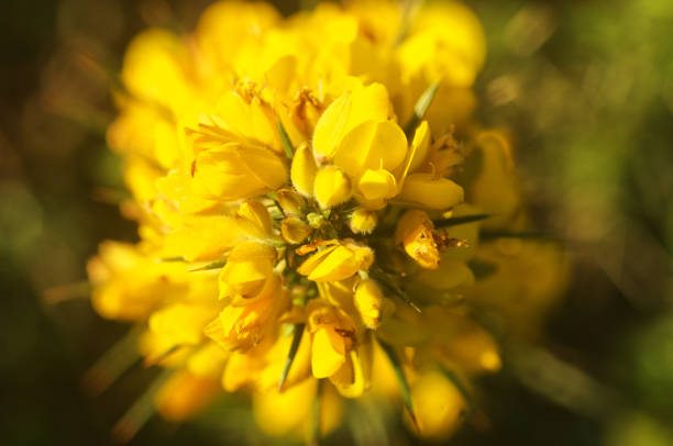 istock Closeup of yellow gorse flower 1077289894