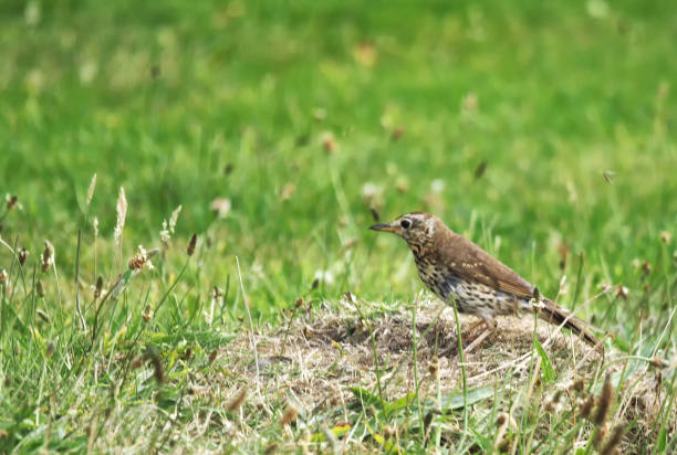 Song thrush Turdus philomelos on grass Song thrush Turdus philomelos on grass thrush bird stock pictures, royalty-free photos & images