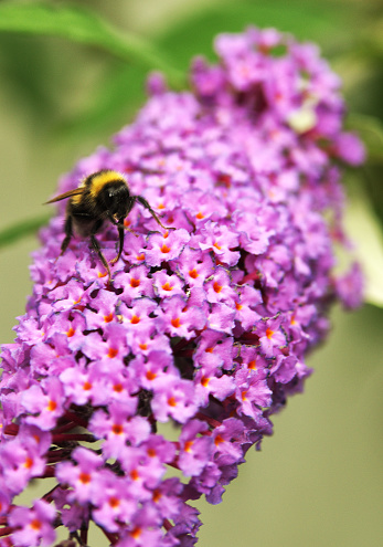 Bee collecting nectar on buddleia flower