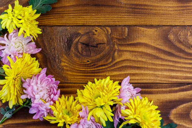 istock Beautiful chrysanthemums on wooden background. Top view, copy space 1077291998